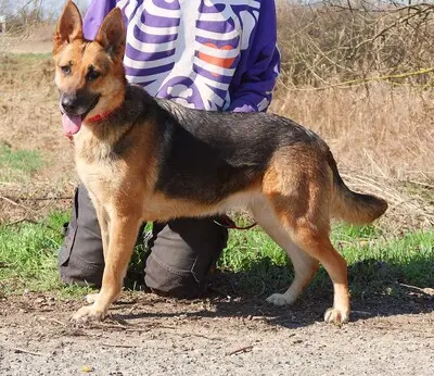 ROXY C59, Deutscher Schäferhund-Mischling - Hündin