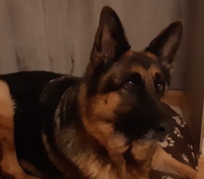 ROXY, Schäferhund - Hündin