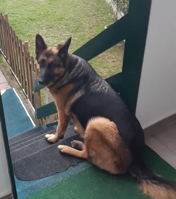 ROXY, Schäferhund - Hündin