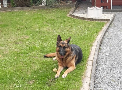 ROXY, Schäferhund - Hündin