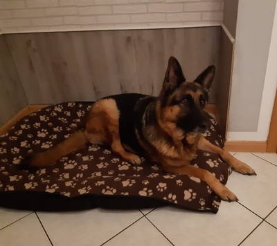 ROXY, Schäferhund - Hündin