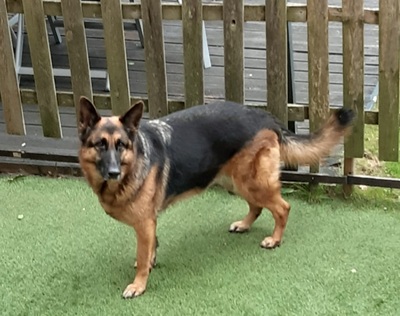 ROXY, Schäferhund - Hündin
