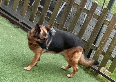 ROXY, Schäferhund - Hündin