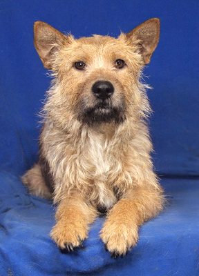 ROXY - sehr freundlich, anhänglich, verschmust, aufgeweckt, neugierig, intelligent, als Zweithund nur zu erfahrenen Mehrhundehaltern, Mischling - Hündin