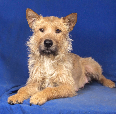 ROXY - sehr freundlich, anhänglich, verschmust, aufgeweckt, neugierig, intelligent, als Zweithund nur zu erfahrenen Mehrhundehaltern, Mischling - Hündin