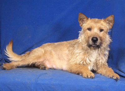 ROXY - sehr freundlich, anhänglich, verschmust, aufgeweckt, neugierig, intelligent, als Zweithund nur zu erfahrenen Mehrhundehaltern, Mischling - Hündin