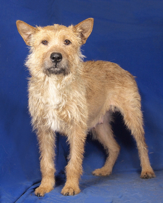 ROXY - sehr freundlich, anhänglich, verschmust, aufgeweckt, neugierig, intelligent, als Zweithund nur zu erfahrenen Mehrhundehaltern, Mischling - Hündin