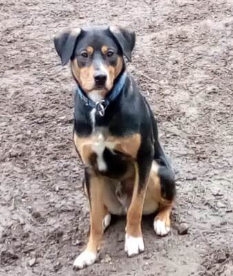 ROY - R E S E R V I E R T !!!!! freundlich, verspielt, stürmisch, selbständig, liebt Autofahren, ist lieber mehr im Garten als im Haus, liebt ausgiebige Spaziergänge, Mischling - Betreuungsplatz Burgenland - Rüde