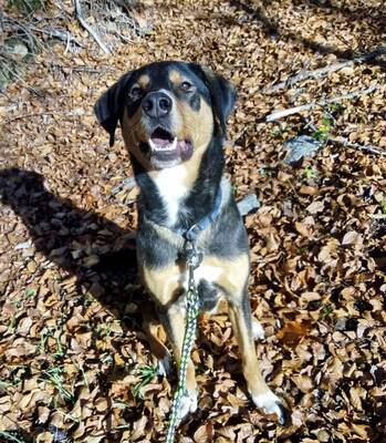 ROY - R E S E R V I E R T !!!!! freundlich, verspielt, stürmisch, selbständig, liebt Autofahren, ist lieber mehr im Garten als im Haus, liebt ausgiebige Spaziergänge, Mischling - Betreuungsplatz Burgenland - Rüde