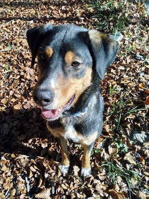 ROY - R E S E R V I E R T !!!!! freundlich, verspielt, stürmisch, selbständig, liebt Autofahren, ist lieber mehr im Garten als im Haus, liebt ausgiebige Spaziergänge, Mischling - Betreuungsplatz Burgenland - Rüde