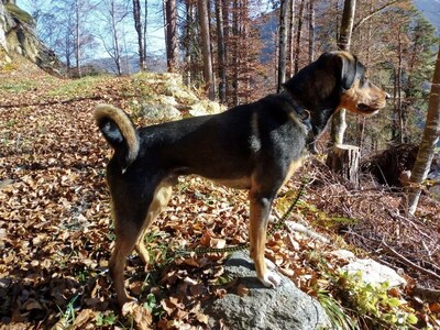 ROY - R E S E R V I E R T !!!!! freundlich, verspielt, stürmisch, selbständig, liebt Autofahren, ist lieber mehr im Garten als im Haus, liebt ausgiebige Spaziergänge, Mischling - Betreuungsplatz Burgenland - Rüde