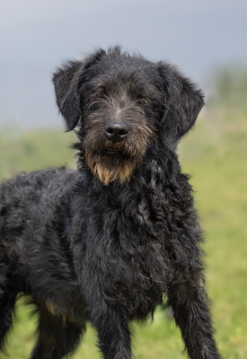 ROY - R E S E R V I E R T !!!!! sehr verspielt, liebt Stofftiere, zugänglich, verschmust, bewegungsfreudig, Mischling (Video auf HP) - Rüde