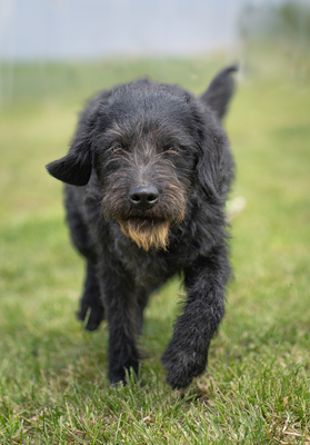 ROY - R E S E R V I E R T !!!!! sehr verspielt, liebt Stofftiere, zugänglich, verschmust, bewegungsfreudig, Mischling (Video auf HP) - Rüde