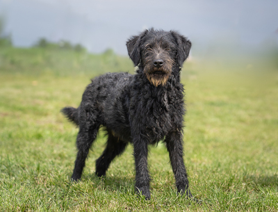 ROY - R E S E R V I E R T !!!!! sehr verspielt, liebt Stofftiere, zugänglich, verschmust, bewegungsfreudig, Mischling (Video auf HP) - Rüde