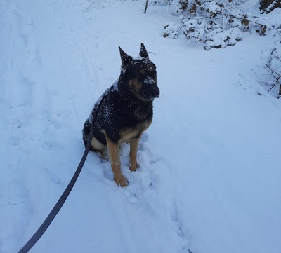 ROY S83, Schäferhund-Mischling - Rüde