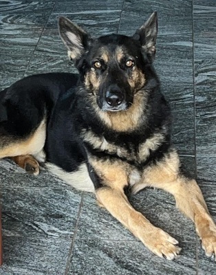 ROY S83, Schäferhund-Mischling - Rüde