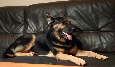 ROY S83, Schäferhund-Mischling - Rüde