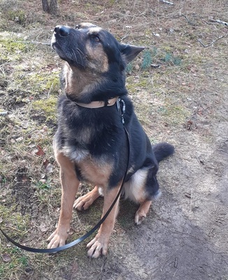 ROY S83, Schäferhund-Mischling - Rüde