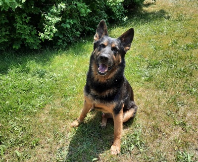 ROY S83, Schäferhund-Mischling - Rüde