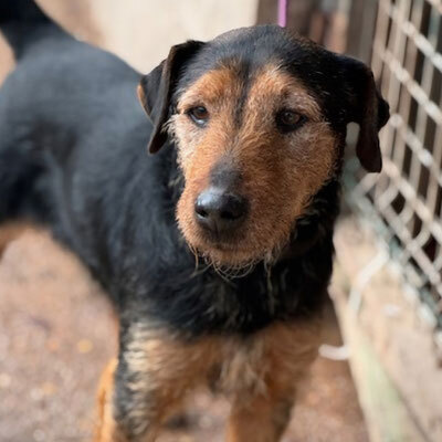 ROY, Terrier - Rüde