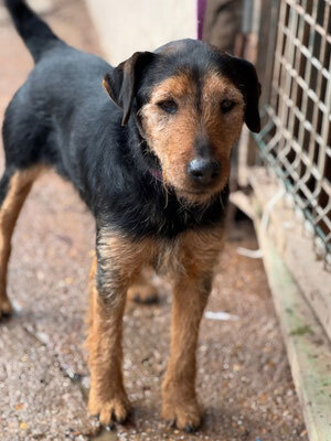 ROY, Terrier - Rüde