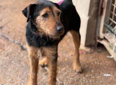 ROY, Terrier - Rüde
