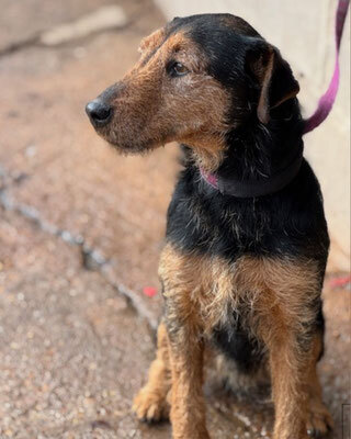 ROY, Terrier - Rüde