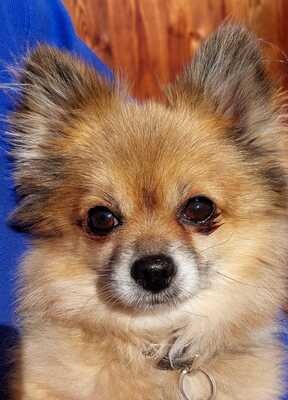 ROZMARIN Titus, Spitzmix - Rüde