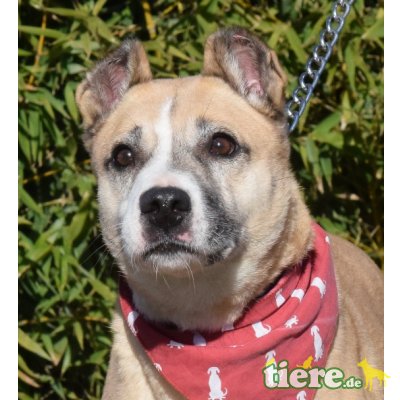 RUBI - kastriert, Mischling - kastriert - Hündin