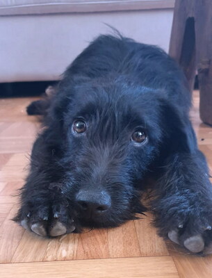 RUBI - sehr lieb und besonders anhänglich, kinderfreundlich, verspielt, gelehrig, bewegungsfreudig, aufmerksam, nicht zu Katzen, Mischling - Betreuungsplatz Wien - Hündin