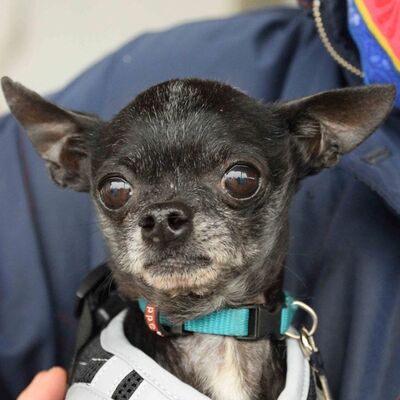 RUDI - Linares, Chihuahua - unkastriert - Rüde