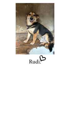 RUDI, Mischling - Rüde