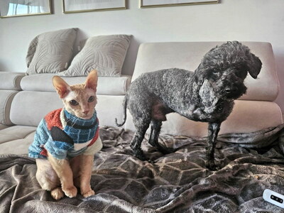 RUDI (dreibeinig, Augenerkrankung) - NOTFALL!!!!! SPENDENAUFRUF!!!!! extrem freundlich, unkompliziert, anhänglich, voller Lebensfreude, kinder- und katzenverträglich, Puli (Video-Link vorhanden) - Betreuungsplatz Wien - Rüde