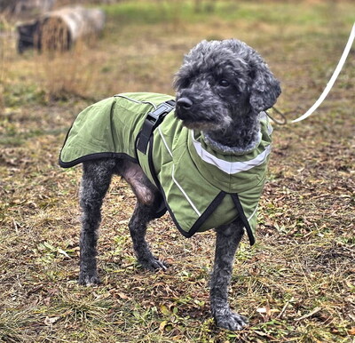 RUDI (dreibeinig, Augenerkrankung) - NOTFALL!!!!! SPENDENAUFRUF!!!!! extrem freundlich, unkompliziert, anhänglich, voller Lebensfreude, kinder- und katzenverträglich, Puli (Video-Link vorhanden) - Betreuungsplatz Wien - Rüde