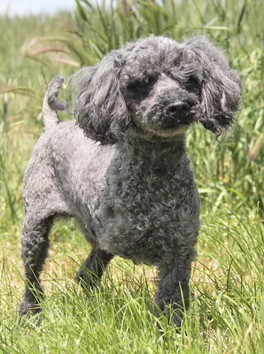 RUDI (dreibeinig, Augenerkrankung) - NOTFALL!!!!! SPENDENAUFRUF!!!!! freundlich, anhänglich, intelligent, lebhaft, als Zweithund zu einer Hündin