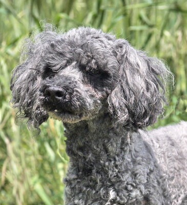 RUDI (dreibeinig, Augenerkrankung) - NOTFALL!!!!! SPENDENAUFRUF!!!!! freundlich, anhänglich, intelligent, lebhaft, als Zweithund zu einer Hündin, Puli - Rüde