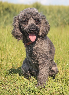 RUDI (dreibeinig, Augenerkrankung) - NOTFALL!!!!! SPENDENAUFRUF!!!!! freundlich, anhänglich, intelligent, lebhaft, als Zweithund zu einer Hündin, Puli - Rüde