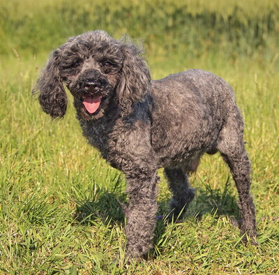 RUDI (dreibeinig, Augenerkrankung) - NOTFALL!!!!! SPENDENAUFRUF!!!!! freundlich, anhänglich, intelligent, lebhaft, als Zweithund zu einer Hündin, Puli - Rüde