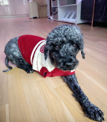 RUDI (dreibeinig, Augenerkrankung) - NOTFALL!!!!! extrem freundlich, unkompliziert, anhänglich, voller Lebensfreude, kinder- und katzenverträglich, Puli (Video auf HP) - Betreuungsplatz Wien - Rüde