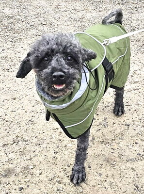 RUDI (dreibeinig, Augenerkrankung) - R E S E R V I E R T !!!!! NOTFALL!!!!! SPENDENAUFRUF!!!!! extrem freundlich, unkompliziert, anhänglich, voller Lebensfreude