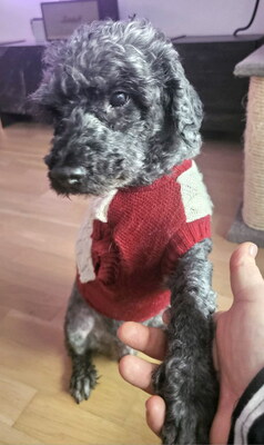 RUDI (dreibeinig, Augenerkrankung) - R E S E R V I E R T !!!!! NOTFALL!!!!! SPENDENAUFRUF!!!!! extrem freundlich, unkompliziert, anhänglich, voller Lebensfreude, Puli (Video auf HP) - Betreuungsplatz Wien - Rüde