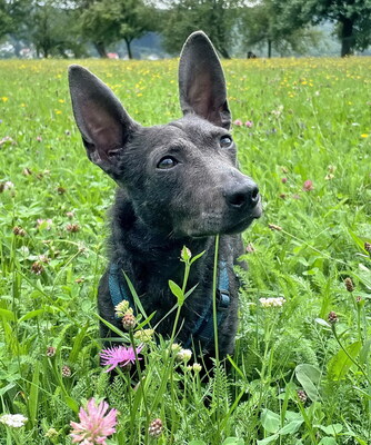 RUDI - fröhlich, neugierig, anhänglich, verschmust, lebhaft, intelligent, katzenverträglich, anfangs sehr ängstlich, Mischling (Video auf HP) - Betreuungsplatz NÖ - Rüde