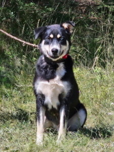 RUFUS - toller Hund sucht SEINE Menschen, Mischling - Rüde