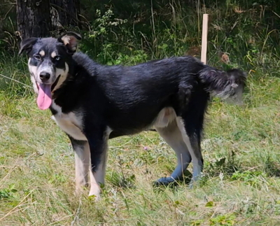 RUFUS - toller Hund sucht SEINE Menschen, Mischling - Rüde