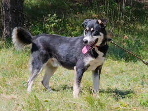 RUFUS - toller Hund sucht SEINE Menschen, RUFUS - toller Hund sucht SEINE Menschen - Rüde