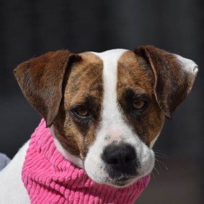 RUMBA - Ubeda, Bodeguero-Andaluz-Mischling - kastriert - Hündin