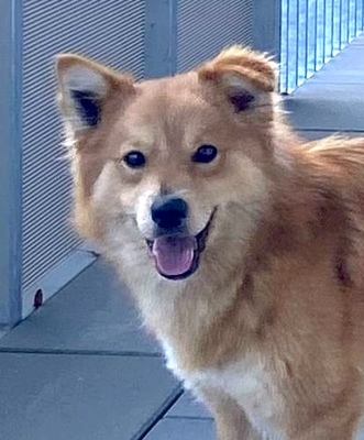 RUPPY, Spitzmischling - Rüde