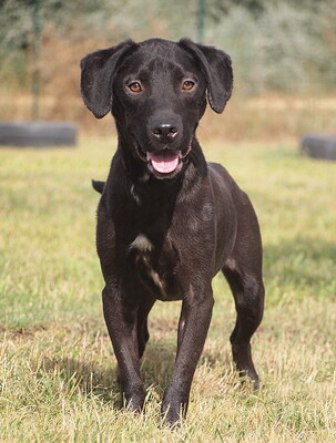RUSTY - NOTFALL!!!!! SPENDENAUFRUF!!!!! sehr lieb und anhänglich, fröhlich, lebhaft, verspielt, gelehrig, nicht zu Katzen, Mischling (Video auf HP) - Betreuungsplatz Wien - Rüde