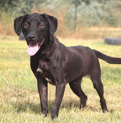 RUSTY - NOTFALL!!!!! sehr lieb und anhänglich, fröhlich, lebhaft, verspielt, gelehrig, nicht zu Katzen, anfangs schüchtern, Mischling (Video auf HP) - Rüde