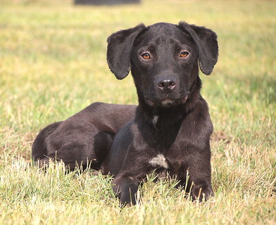 RUSTY - NOTFALL!!!!! sehr lieb und anhänglich, fröhlich, lebhaft, verspielt, gelehrig, nicht zu Katzen, anfangs schüchtern, Mischling (Video auf HP) - Rüde